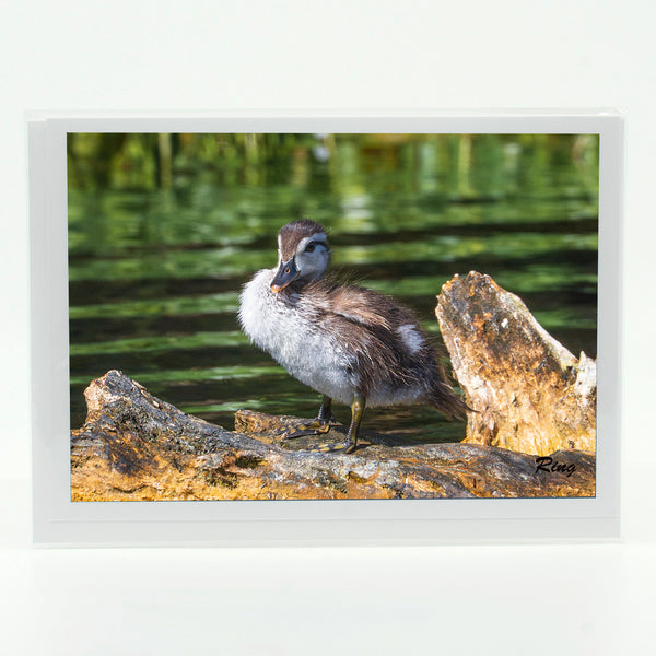 Wood Duck Baby Gifts