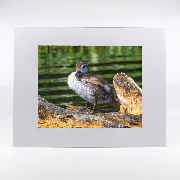 Wood Duck Baby Gifts