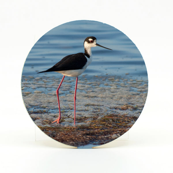 Black-Necked Stilt Gifts