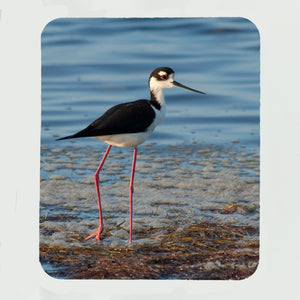 Black-Necked Stilt Gifts