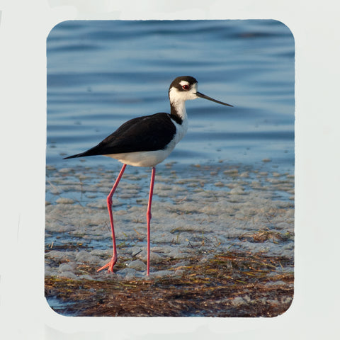 Black-Necked Stilt Gifts