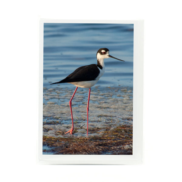 Black-Necked Stilt Gifts