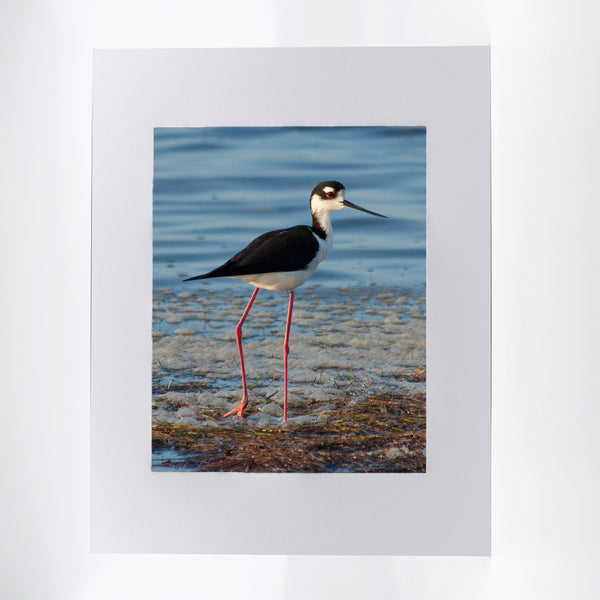 Black-Necked Stilt Gifts