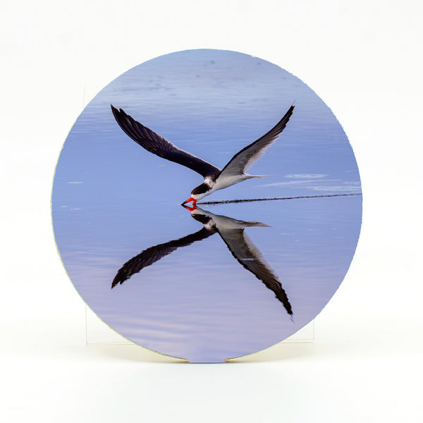 Black Skimmer 1 Gifts