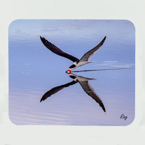 Black Skimmer 1 Gifts