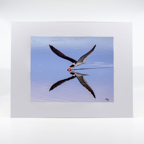 Black Skimmer 1 Gifts