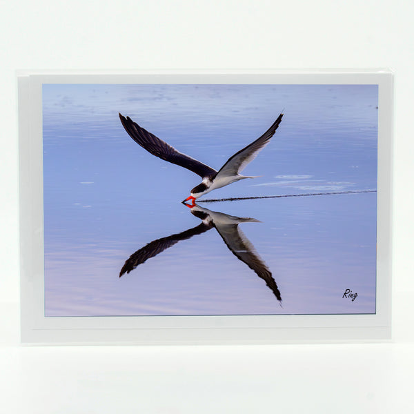 Black Skimmer 1 Gifts