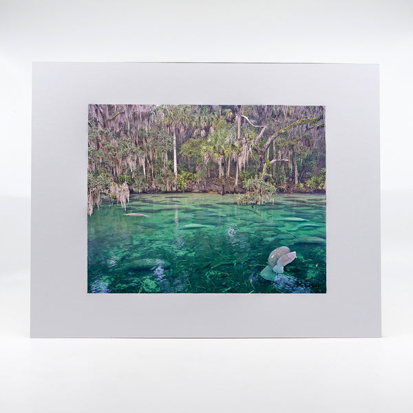 Blue Springs State Park manatee photography artwork