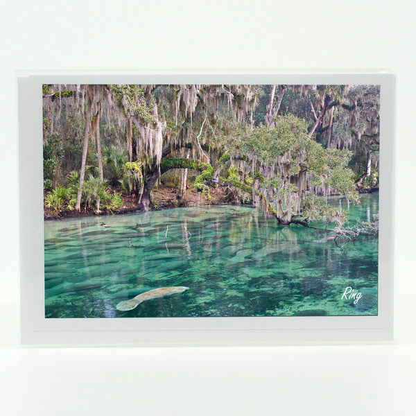 Blue Springs 7 Gifts