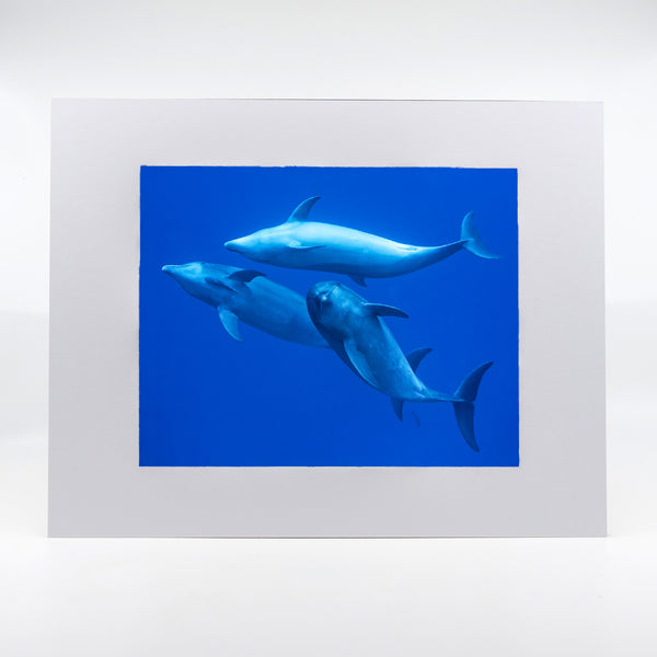 Bottlenose Dolphins Gifts