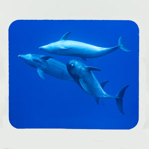 Bottlenose Dolphins Gifts