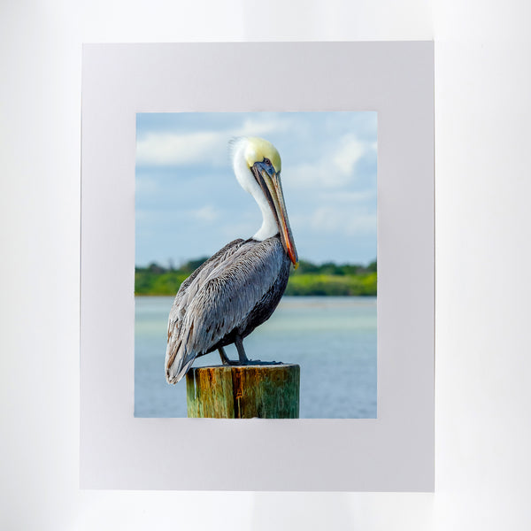 Brown Pelican 4 Gifts