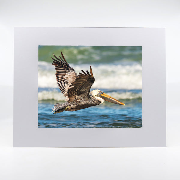 Brown Pelican 6 Gifts