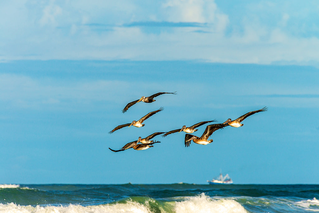 Brown Pelicans 3