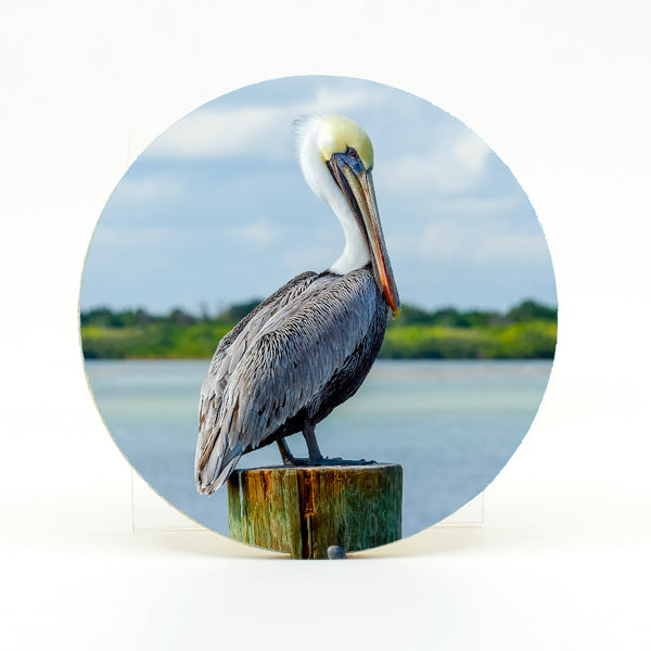 Brown Pelican 4 Gifts