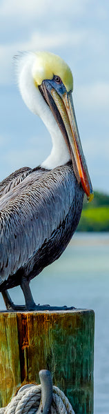Brown Pelican 4 Gifts