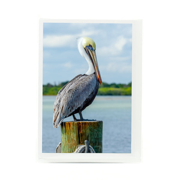 Brown Pelican 4 Gifts