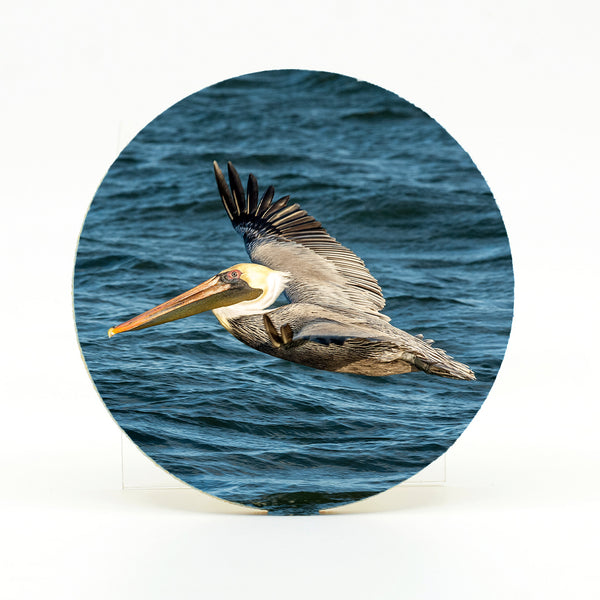 Brown Pelican 5 Gifts