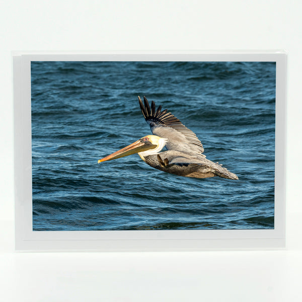 Brown Pelican 5 Gifts