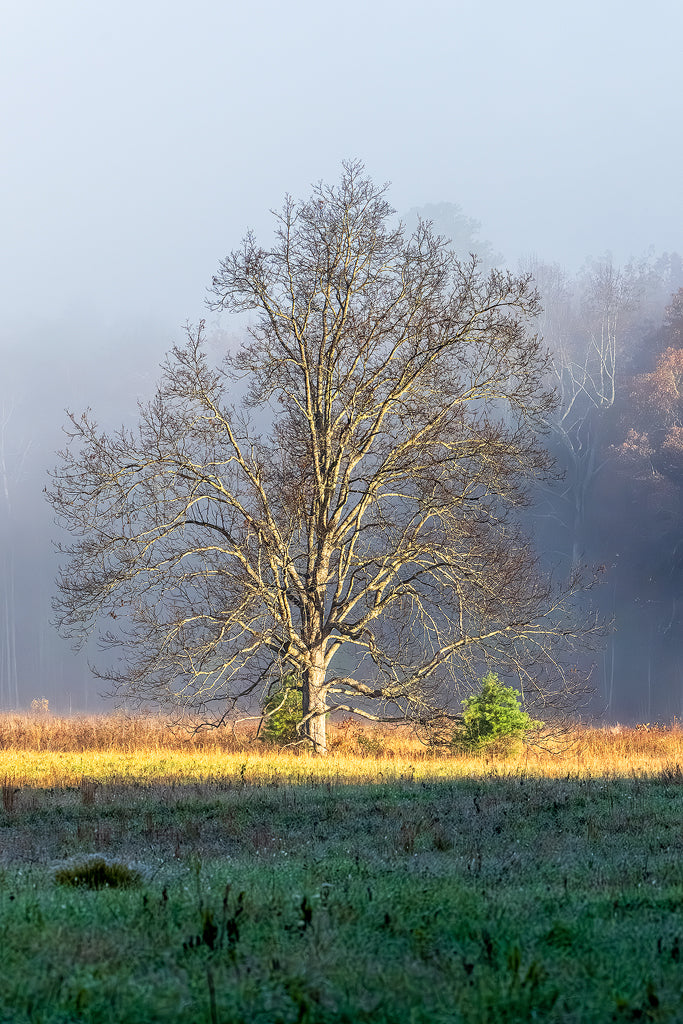 Cades Cove 6
