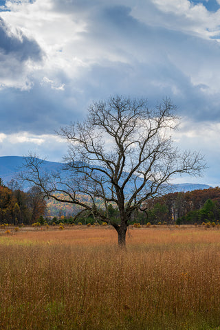 Cades Cove 7