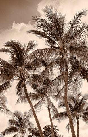 Coconut Palms 8 BWS