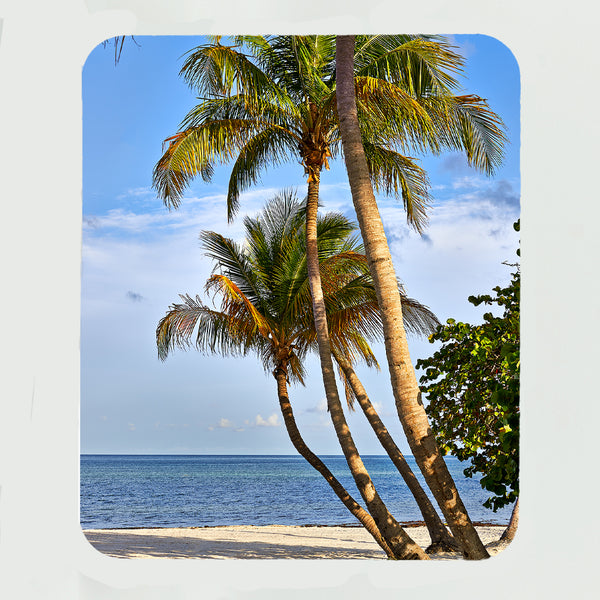 Coconut Palms 7 Gifts