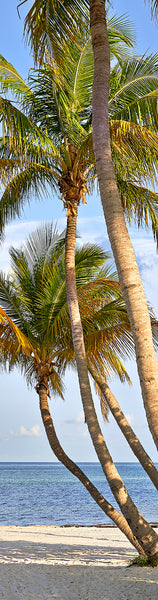 Coconut Palms 7 Gifts