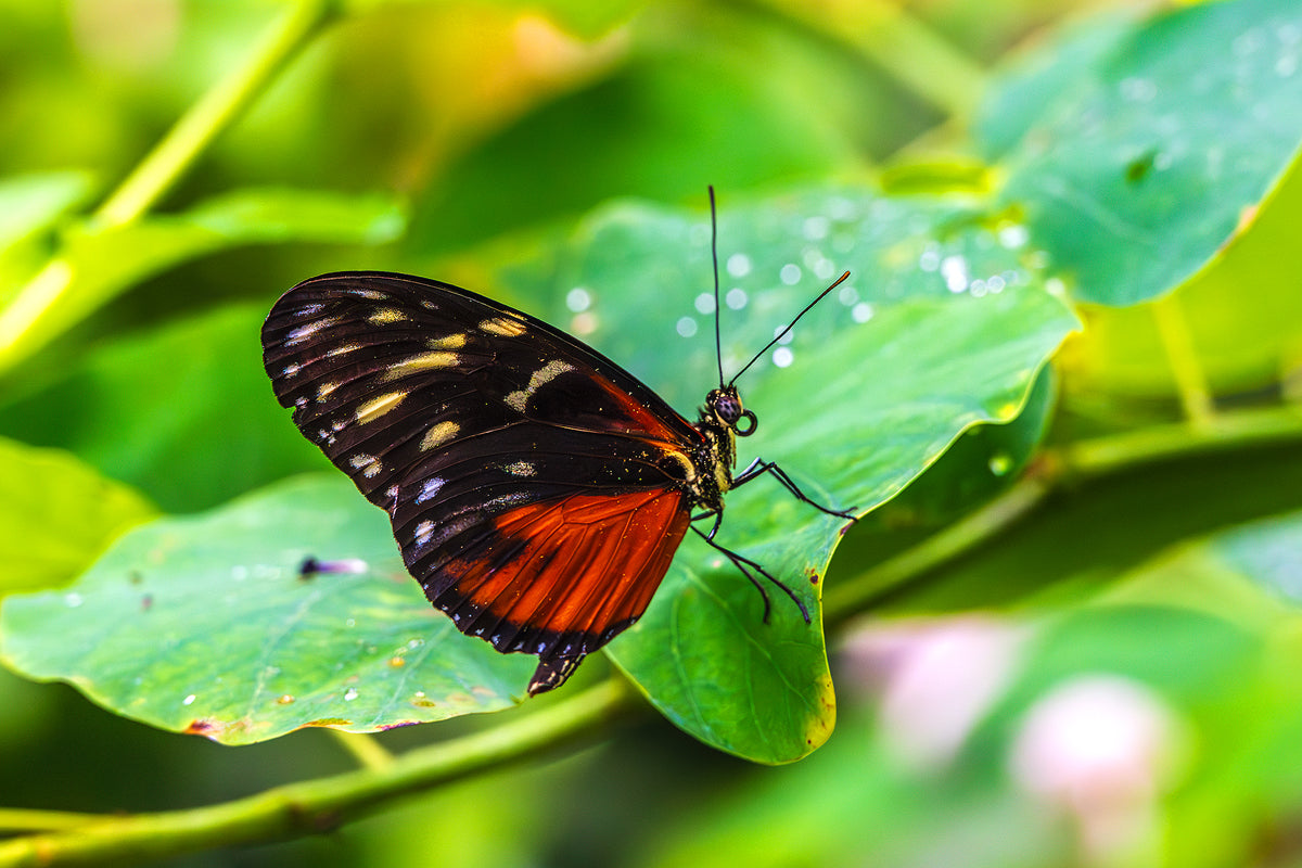 Cream Spotted Tigerwing Butterfly