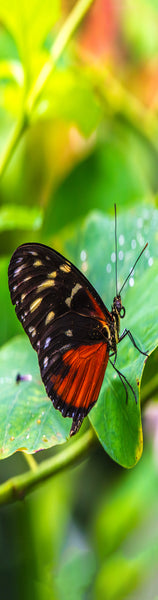 Cream Spotted Tigerwing Butterfly