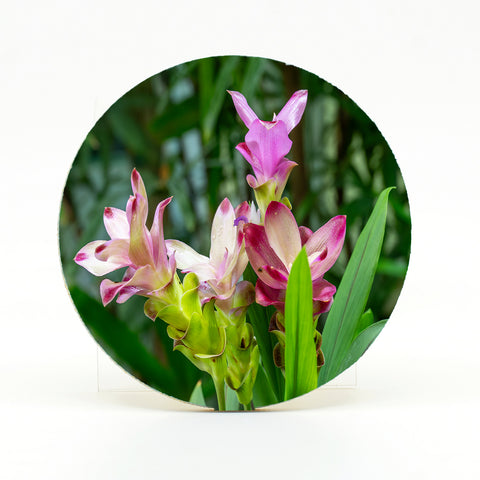 Curcuma Alismatifolia Flower Gifts