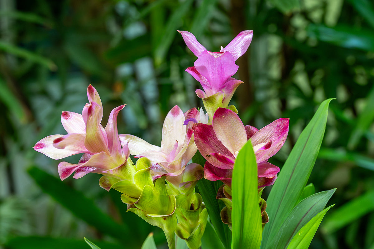 Curcuma Alismatifolia Flower