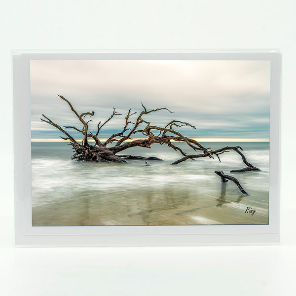 Driftwood Beach 3 Gifts