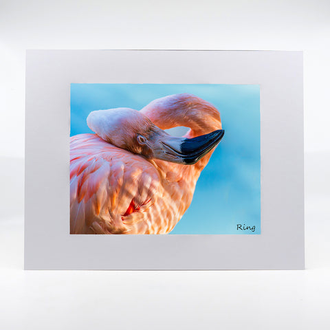 A flamingo sleeping photography artwork