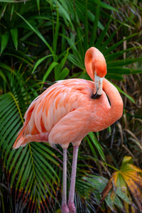 Flamingo 12