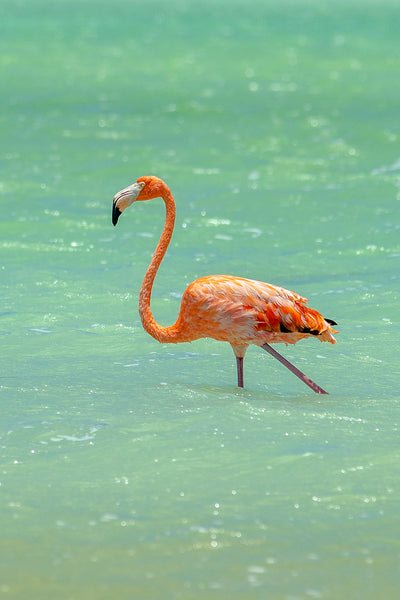 Flamingo's 1