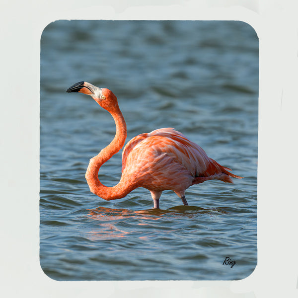 Flamingo's 12 Gifts