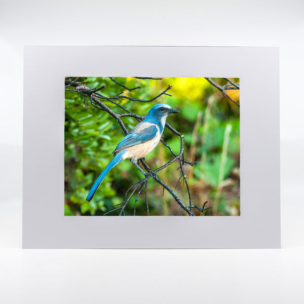 Scrub Jay Gifts