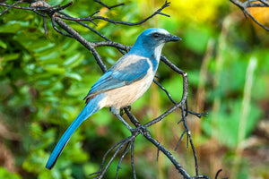 Florida Scrub Jay