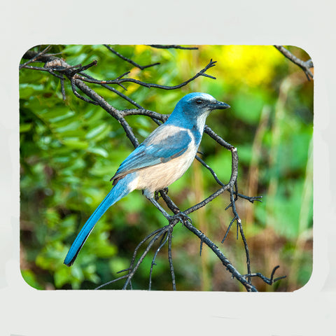 Scrub Jay Gifts