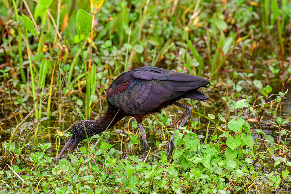 Glossy Ibis 1