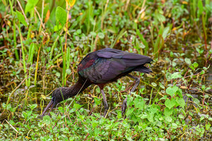 Glossy Ibis 1