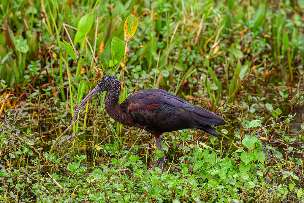 Glossy Ibis 2