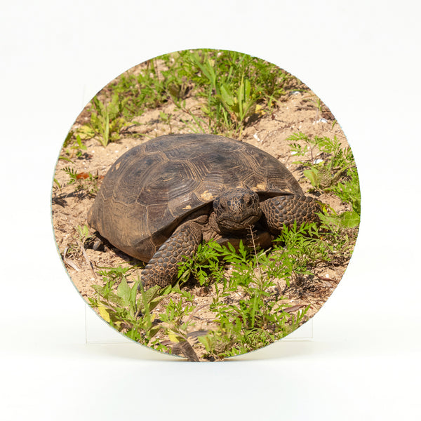 Gopher Tortoise 1 Gifts