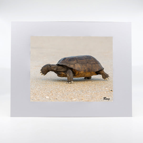Gopher Tortoise 2 Gifts