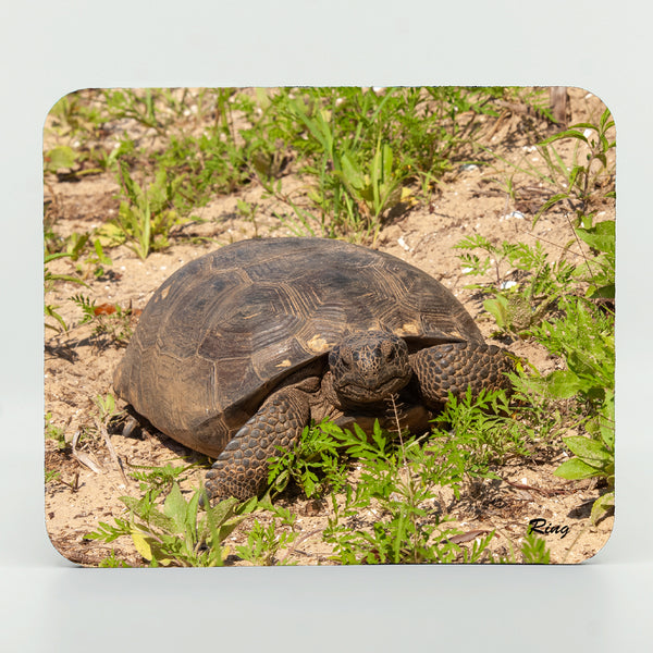 Gopher Tortoise 1 Gifts
