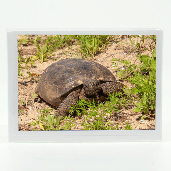 Gopher Tortoise 1 Gifts