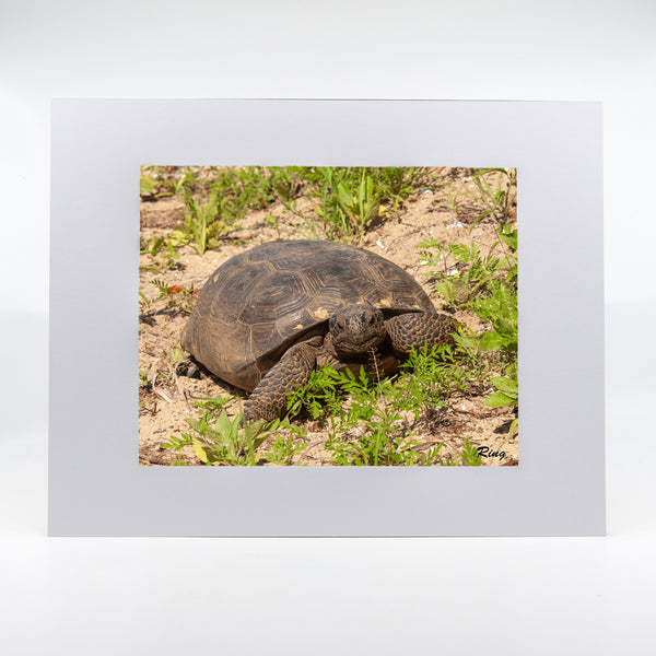 Gopher Tortoise 1 Gifts