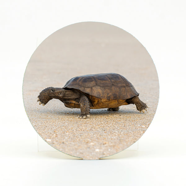 Gopher Tortoise 2 Gifts