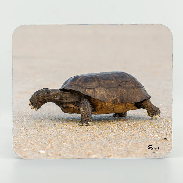 Gopher Tortoise 2 Gifts